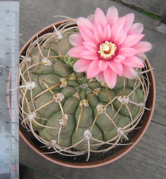 G. schuetsianum fl 2f.jpg