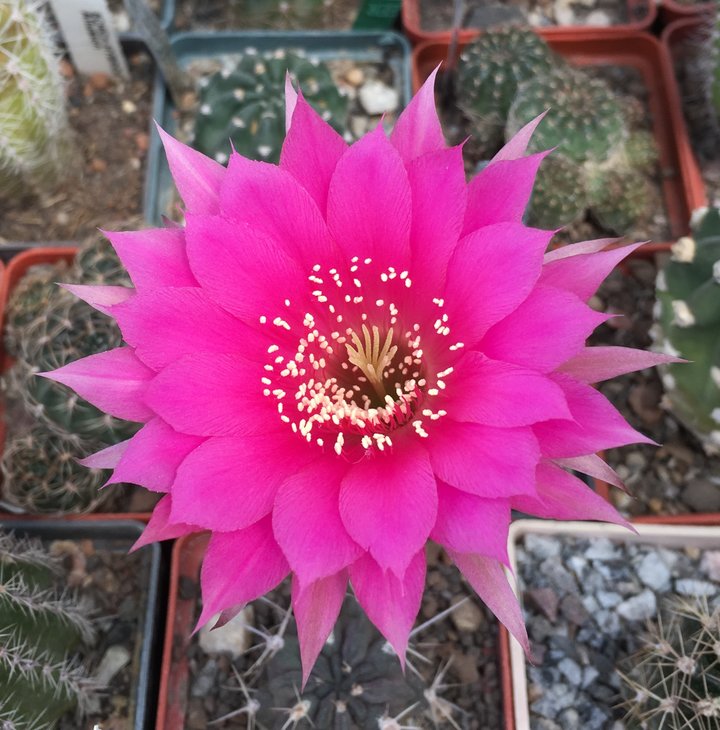 Echinopsis subdenudata x Lobivia torrecillasensis