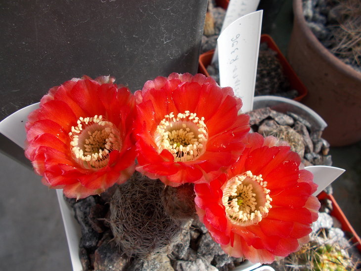 Lobivia haematantha v rebutioides.JPG