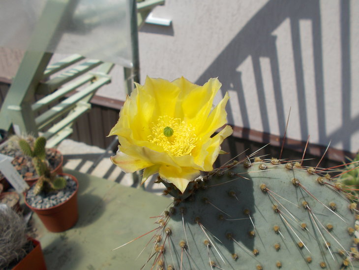 Opuntia gosseliniana aff.JPG