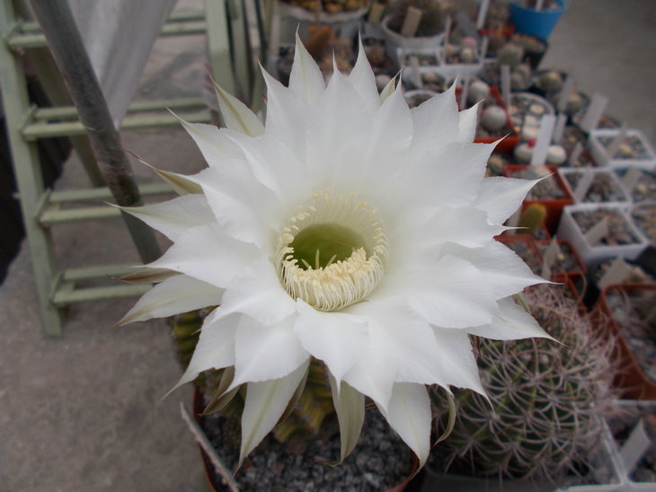 Echinopsis eyriesii.JPG