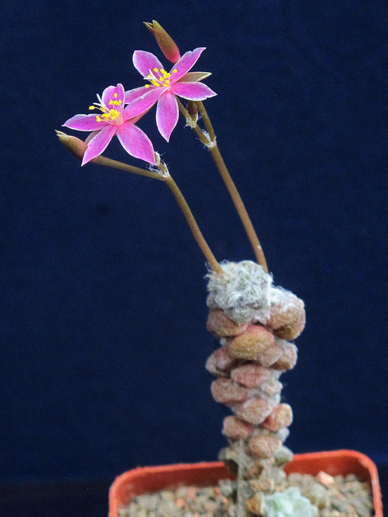 Anacampseros namaquensis