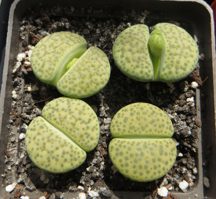 fulviceps v. fulviceps 'Aurea'С363