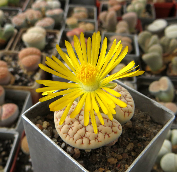 gracilidelineata v. gracilidelineata С374