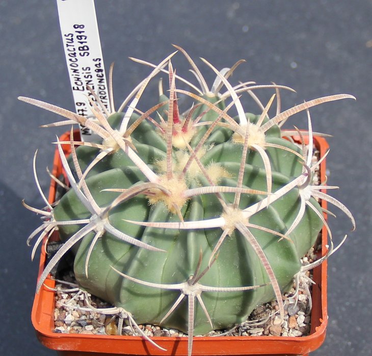 Echinocactus texensis SB1918 s Cuatricienegas   MG177.9