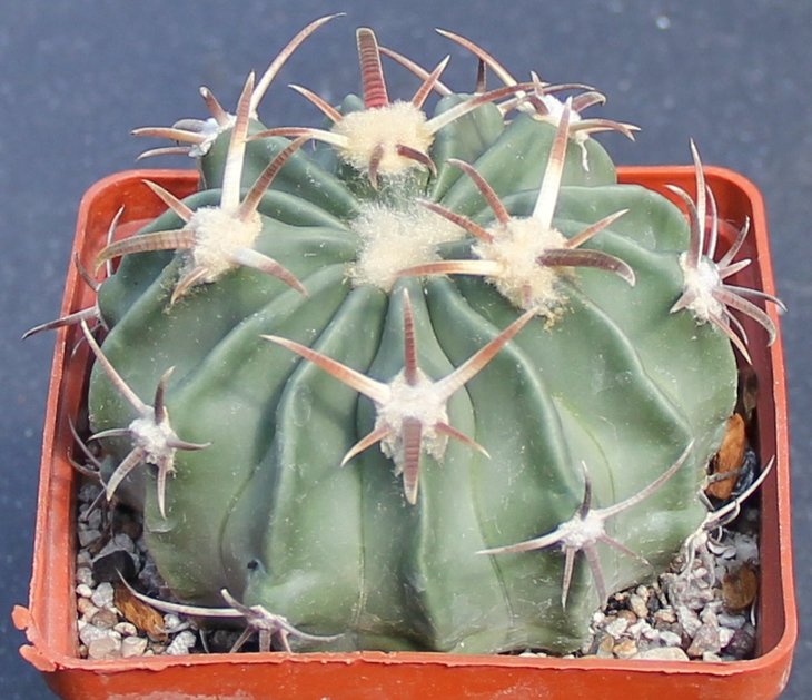 Echinocactus texensis SB261 Eddy Co NM  MG177.4