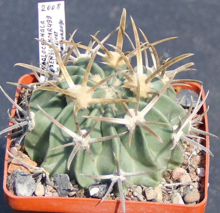 Echinocactus texensis KMR499 Zona del Silencio ( plains nearly private ranch ) , Dur