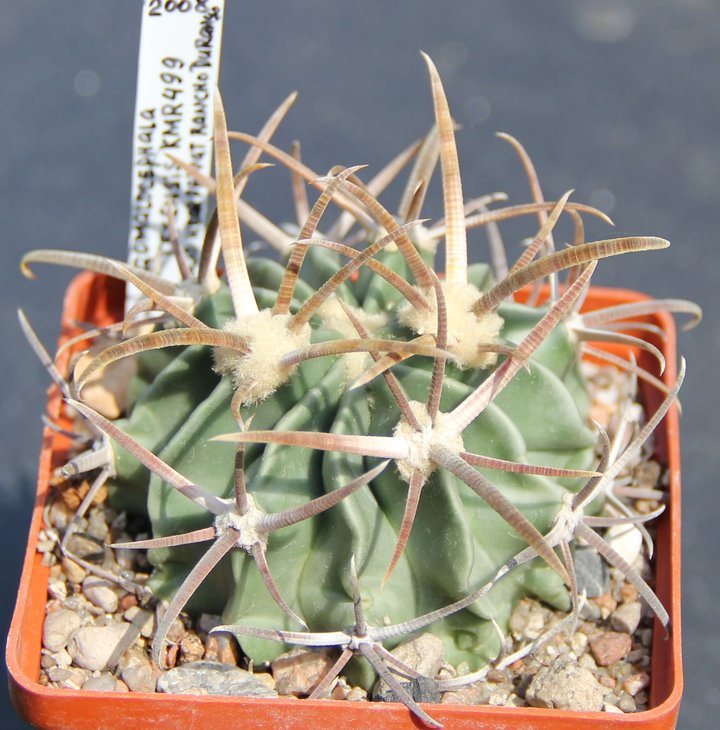 Echinocactus texensis KMR499 Zona del Silencio ( plains nearly private ranch ) , Dur