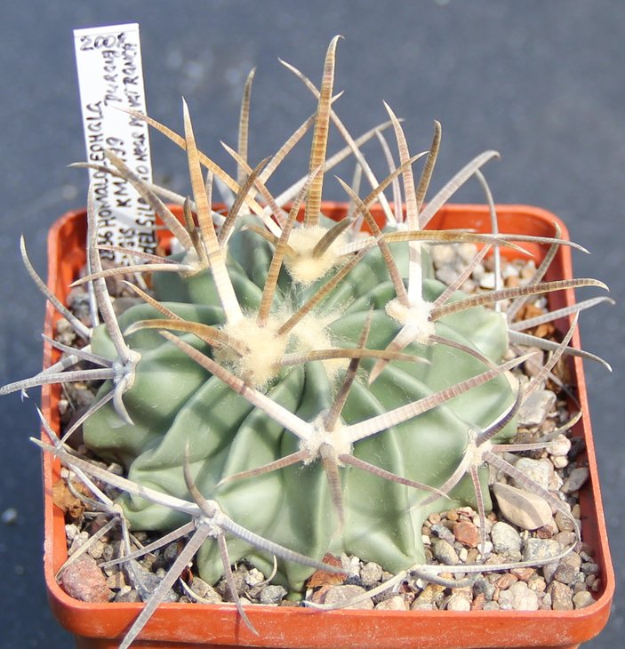Echinocactus texensis KMR499 Zona del Silencio ( plains nearly private ranch ) , Dur