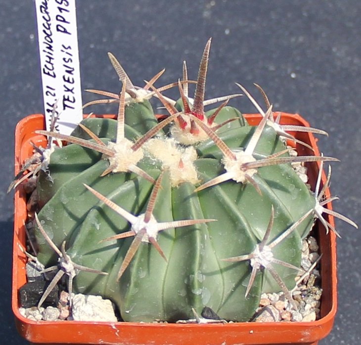 Echinocactus texensis PP1525