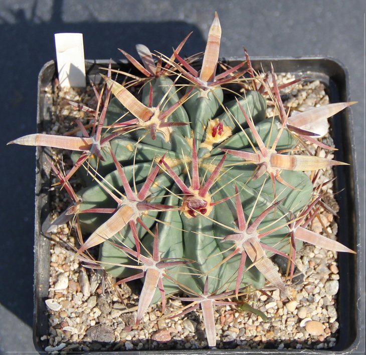 Ferocactus latispinus SB548 Salinas   MG424.92