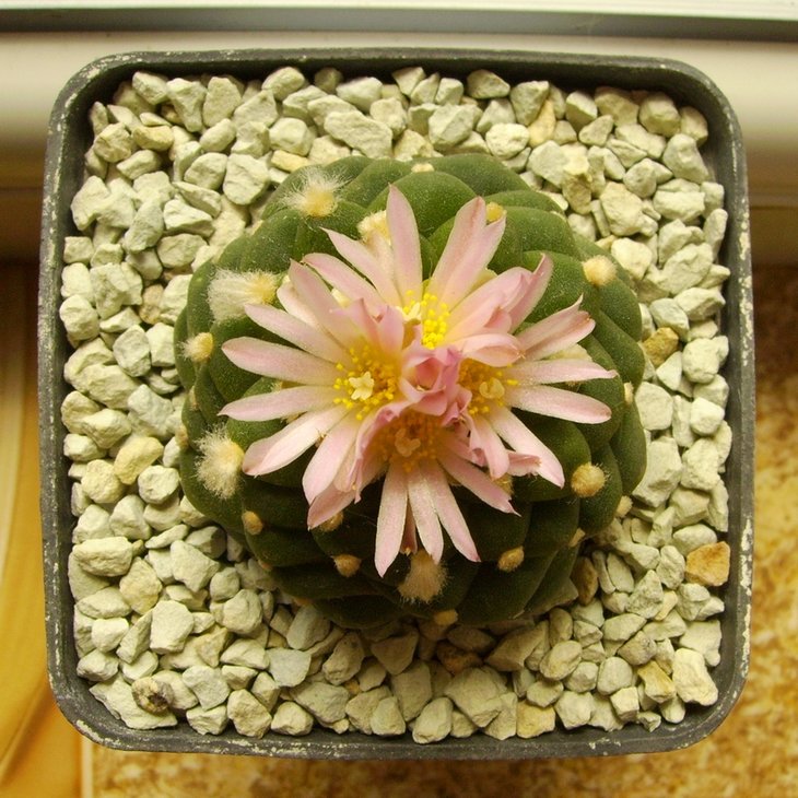 PICT0528.JPG
