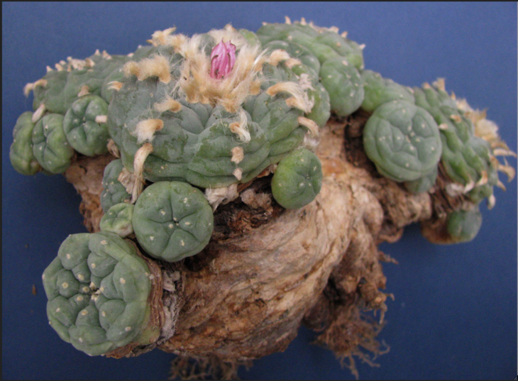 Lophophora williamsii, Huizache