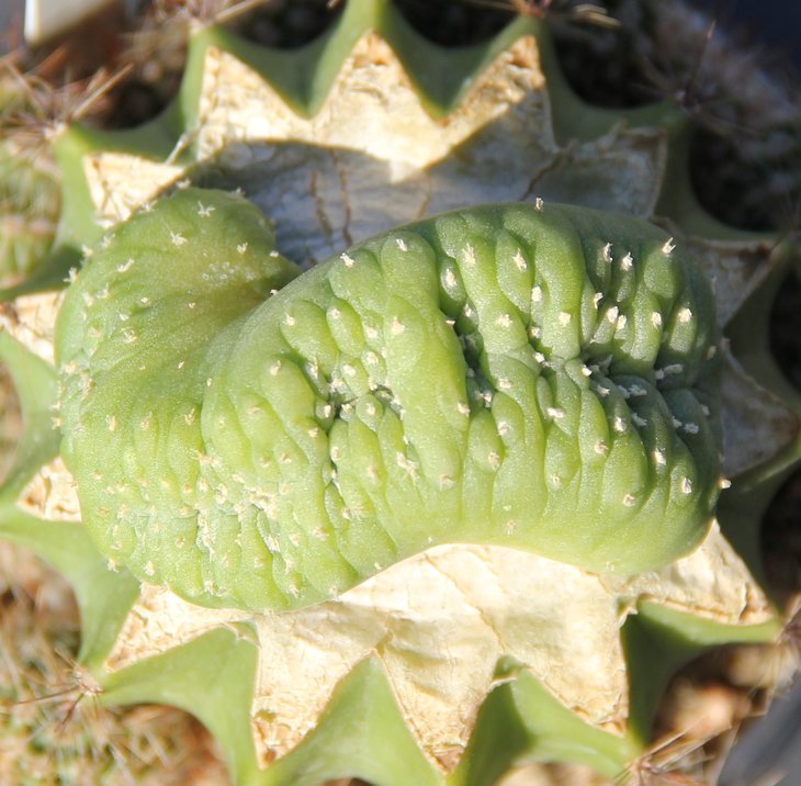 L.williamsii crest