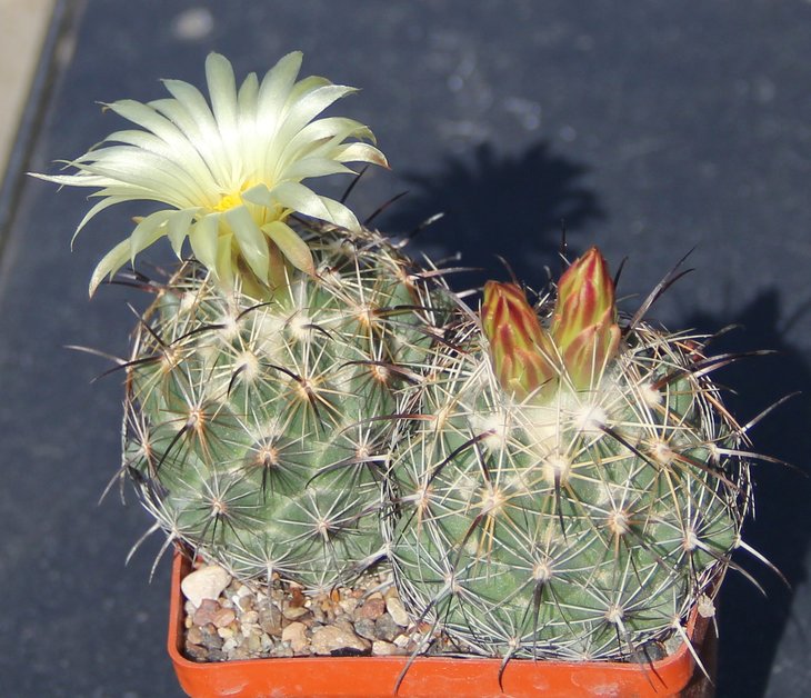 Coryphantha delaetiana Lau1230 e Caballos Dur   MG90.8