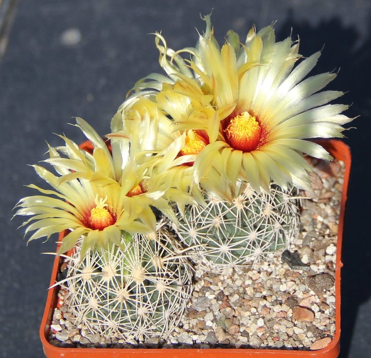 Coryphantha sulcata SB486 Val Verde   MG136