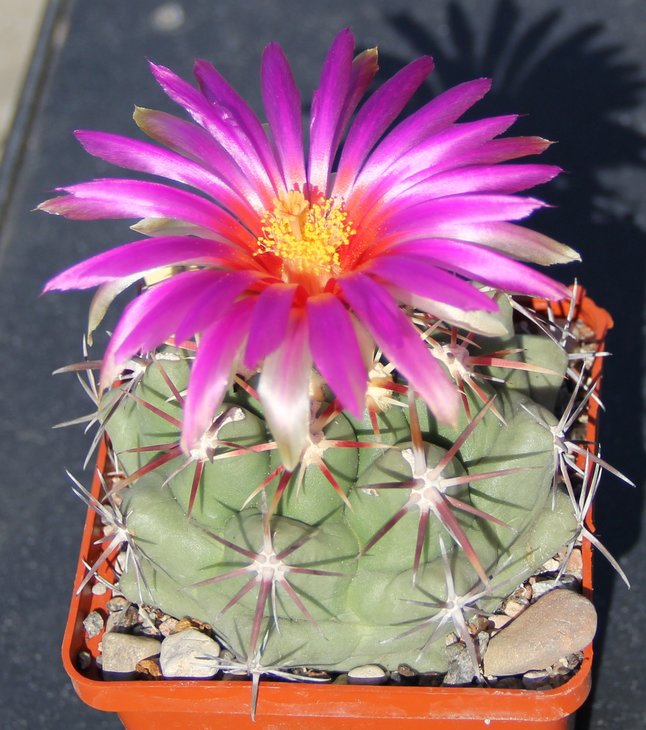 Thelocactus heterochromus