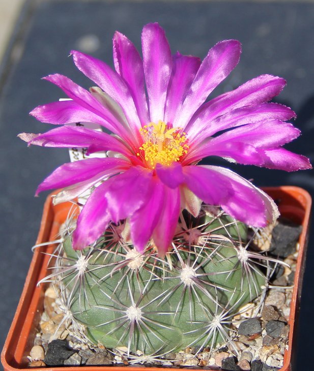 Thelocactus bicolor pottsii SB77