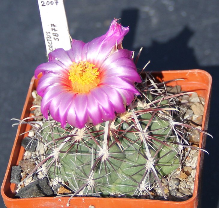 Thelocactus bicolor pottsii SB77