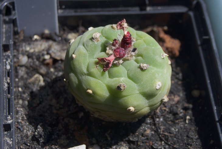 Lophophora frichii, San Pedro