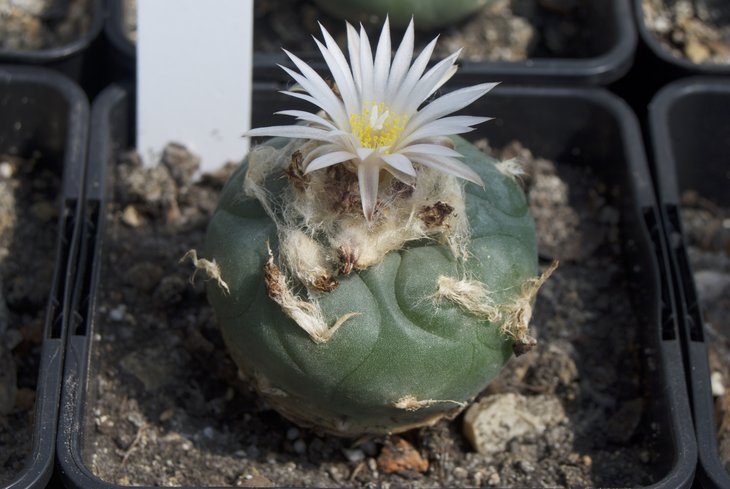 Lophophora koehresii MZ 1199