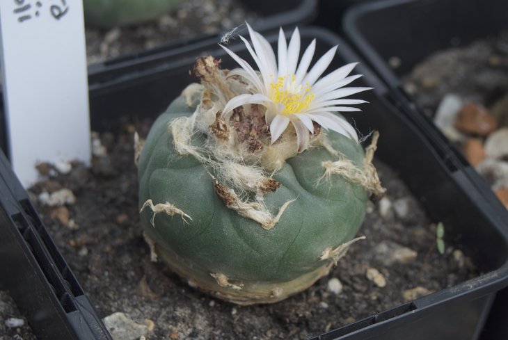 Lophophora koehresii MZ 1199