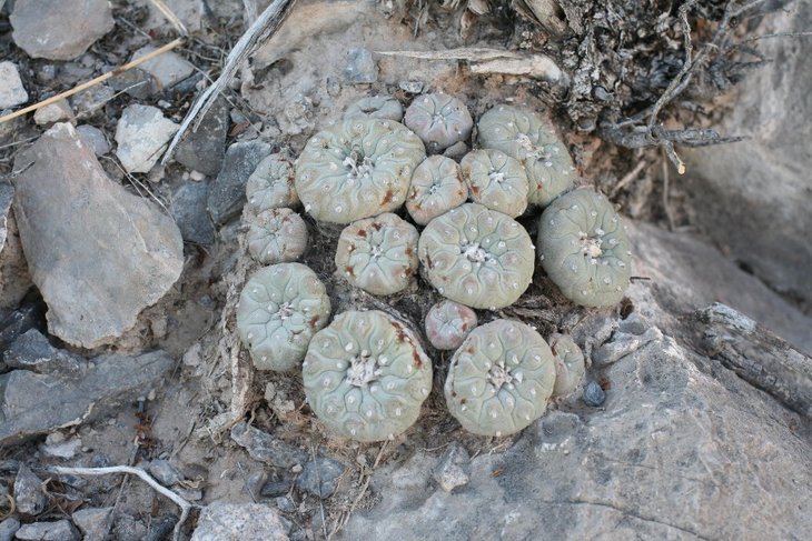 Lophophora fricii, фото Petr Antálek