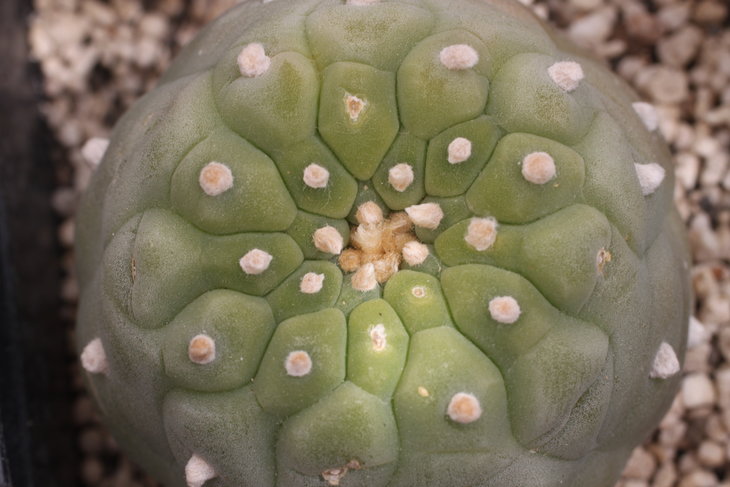 Lophophora fricii