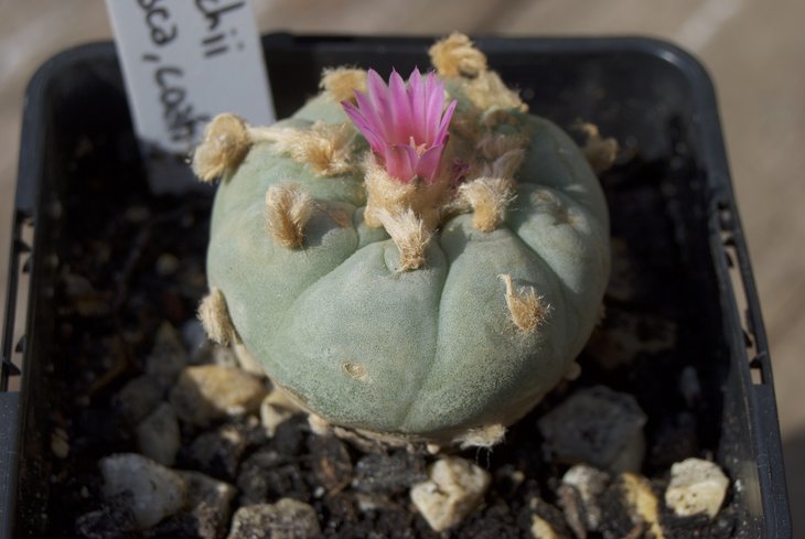 Lophophora frichii, Viesca Coach, RS 404