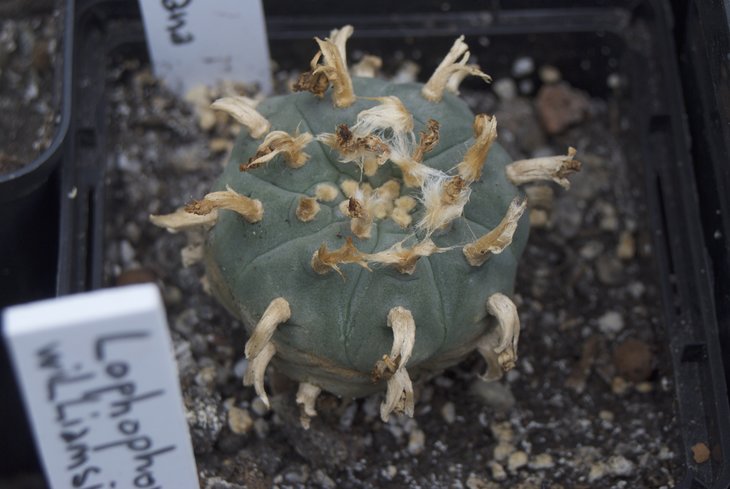 lophophora williamsii v. texana