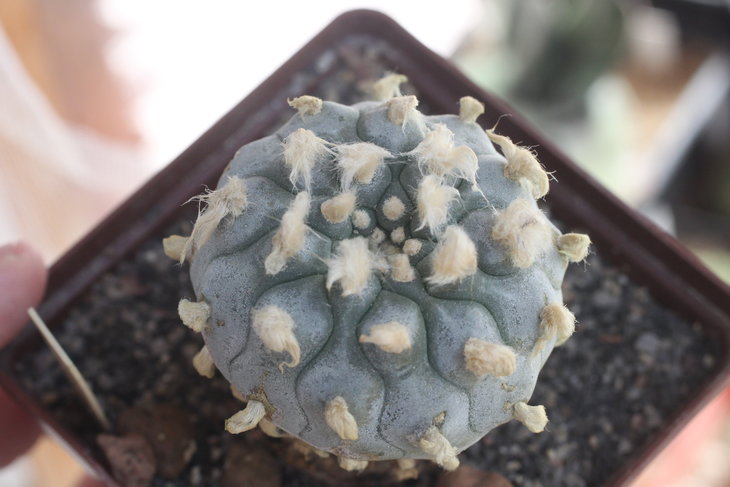 Lophophora williamsii, Huizache, SLP