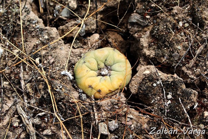 Lophophora diffusa, Pena Miller, Queretaro - foto by Zoltan Varga