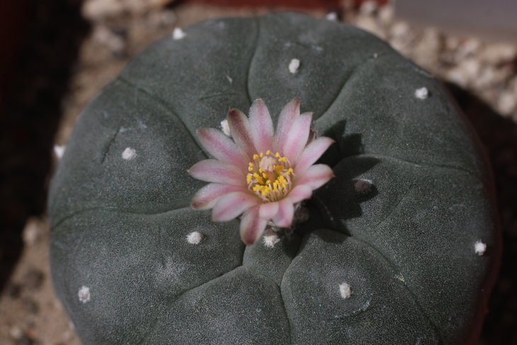 Lophophora williamsii Huizache, SLP, первый день цветения