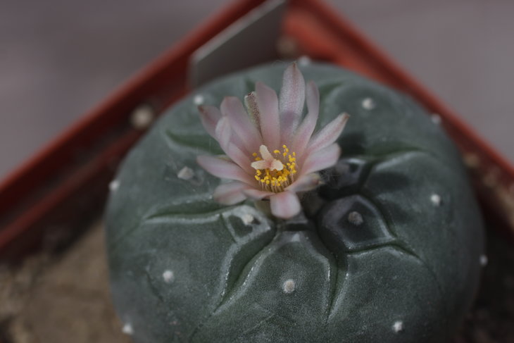 Lophophora williamsii Huizache, SLP, второй день цветения