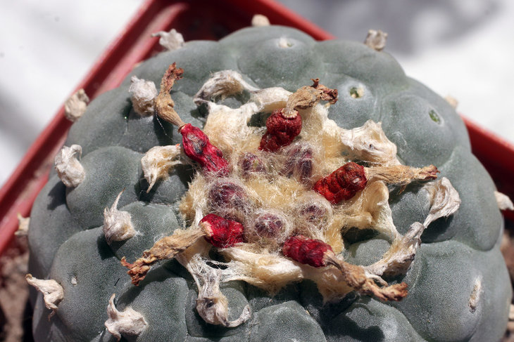 Lophophora fricii