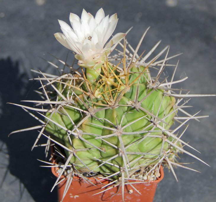 Gymnocalycium griseopallidum