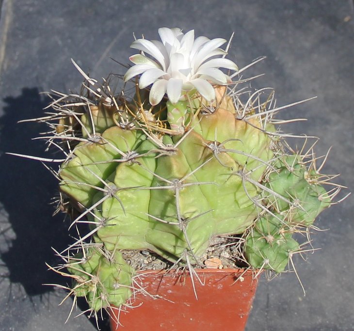 Gymnocalycium griseopallidum