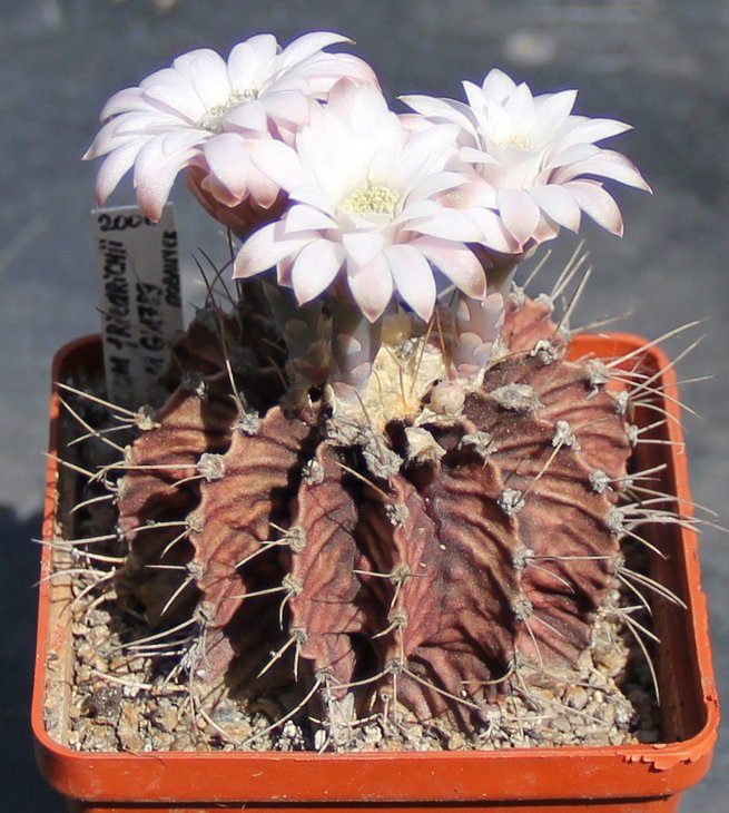 Gymnocalycium friedrichii moserianum GM789