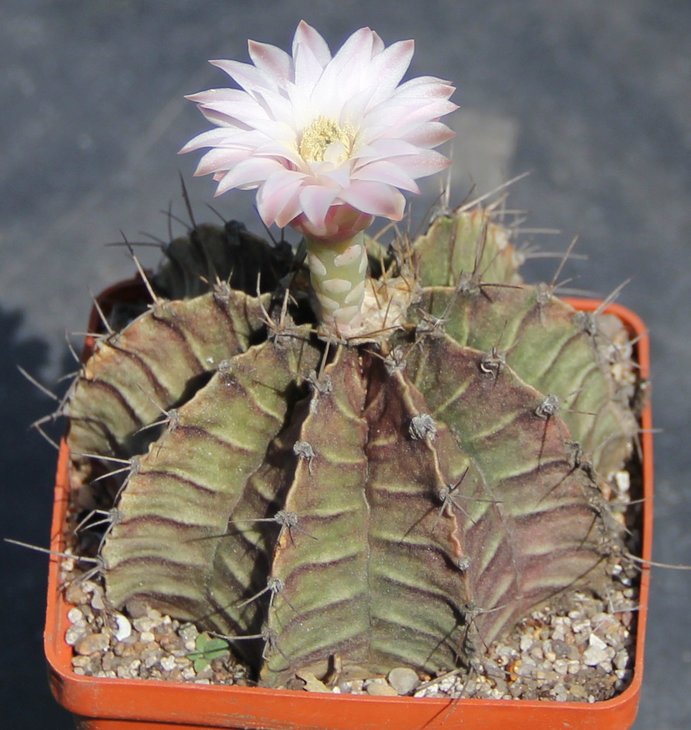Gymnocalycium friedrichii    PILTZ956