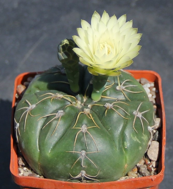 Gymnocalycium denudatum angulatum PR780 Cavera, R.G.do.S.   KK348.22