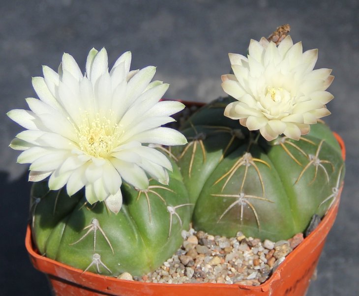 Gymnocalycium denudatum angulatum PR780 Cavera, R.G.do.S.   KK348.22