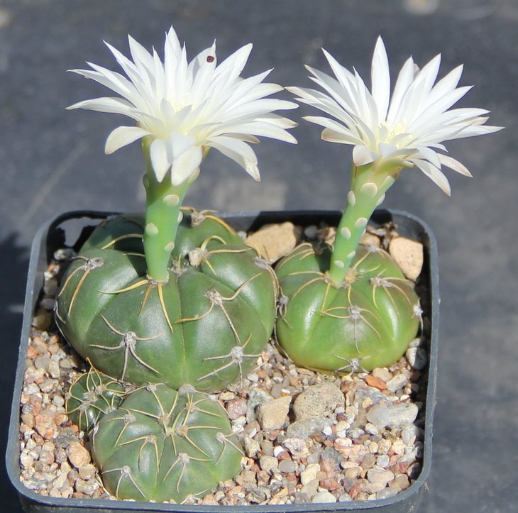Gymnocalycium denudatum angulatum GF304 don Pedrito, R.G.do.S.
