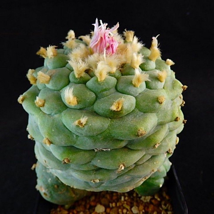 Lophophora fricii x koehresii [cactuschina]