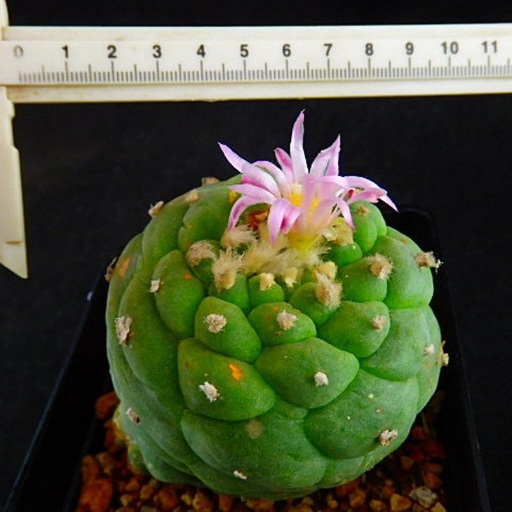 Lophophora fricii x koehresii [cactuschina]