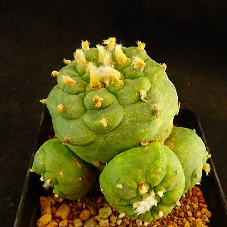 Lophophora fricii x koehresii [cactuschina]