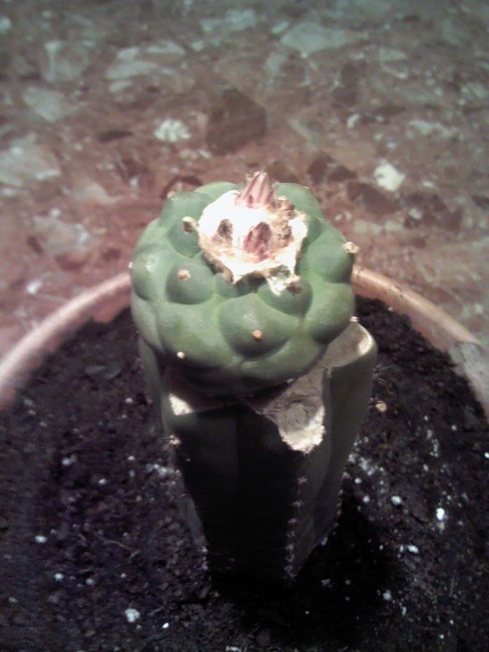Lophophora koehresii, фото и растение Denny Alofs - апрель 2014 года