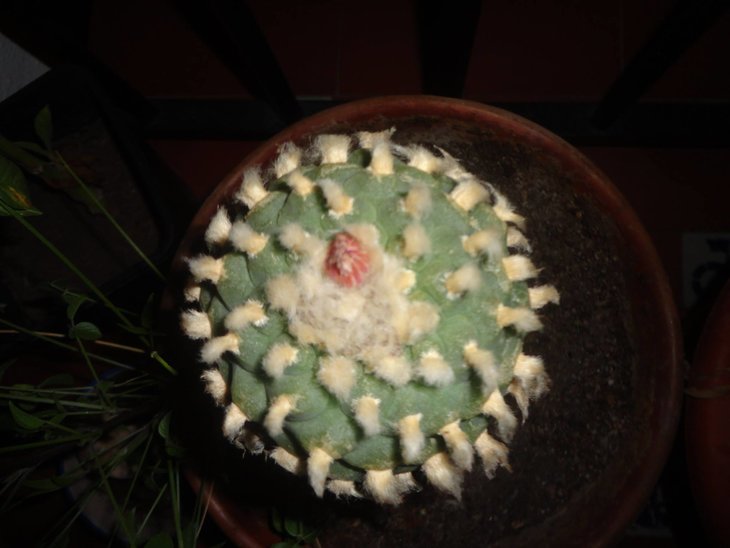 Lophophora koehresii, фото и растение Denny Alofs - сентябрь 2014 года
