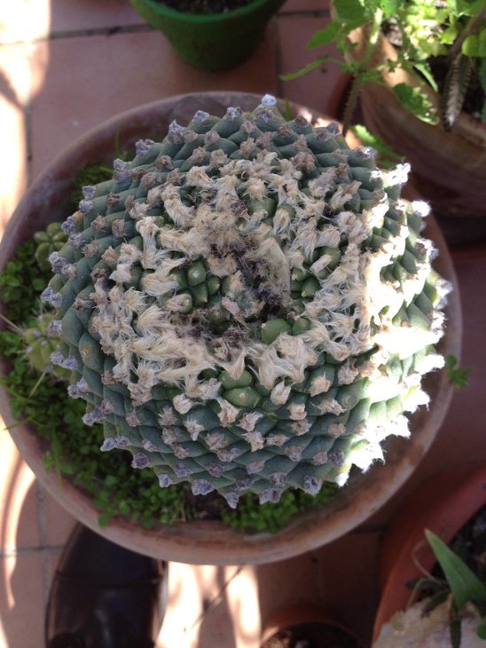 Lophophora koehresii, фото и растение Denny Alofs - май 2016 года