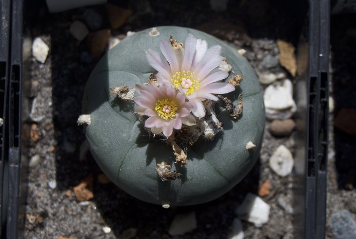 L. williamsii VZD 046