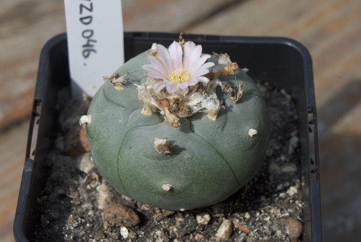 L. williamsii VZD 046